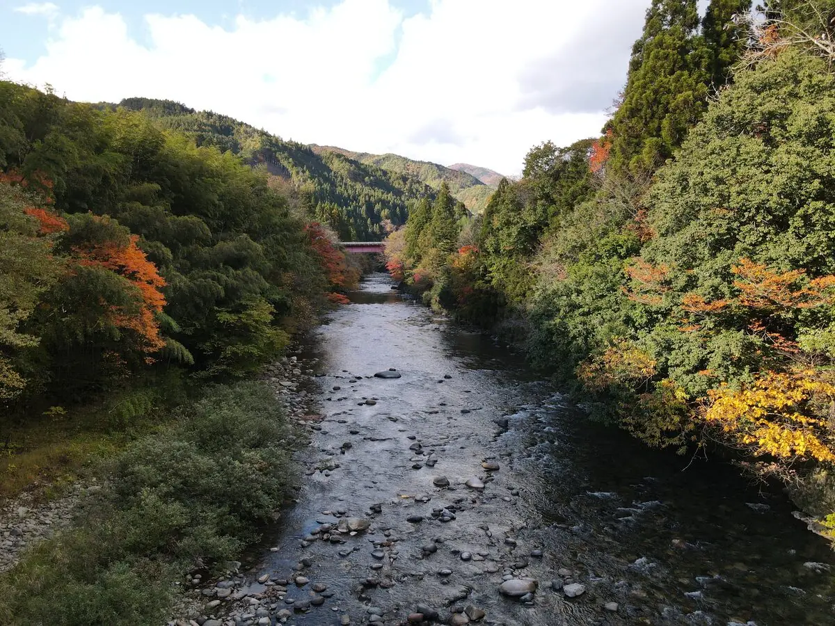 紅葉した山あいを流れる川を空から望む