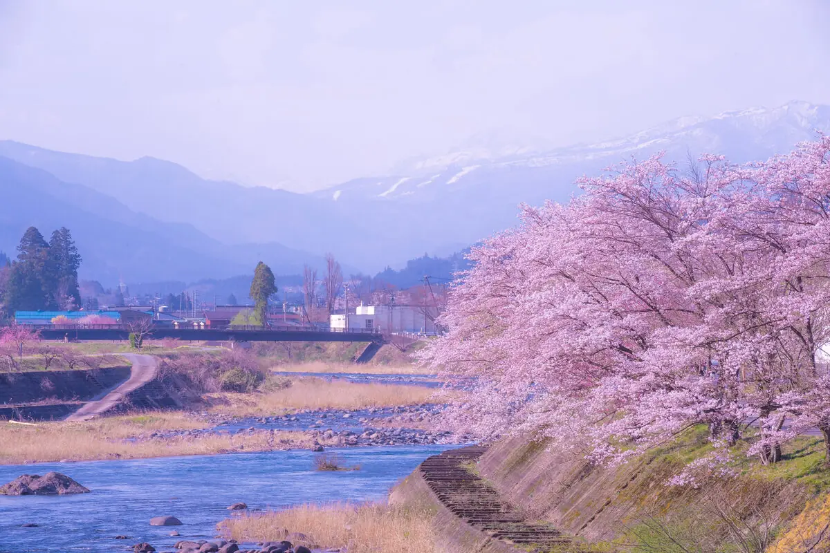 雪解けの川沿いに咲く桜と、残雪の山並み
