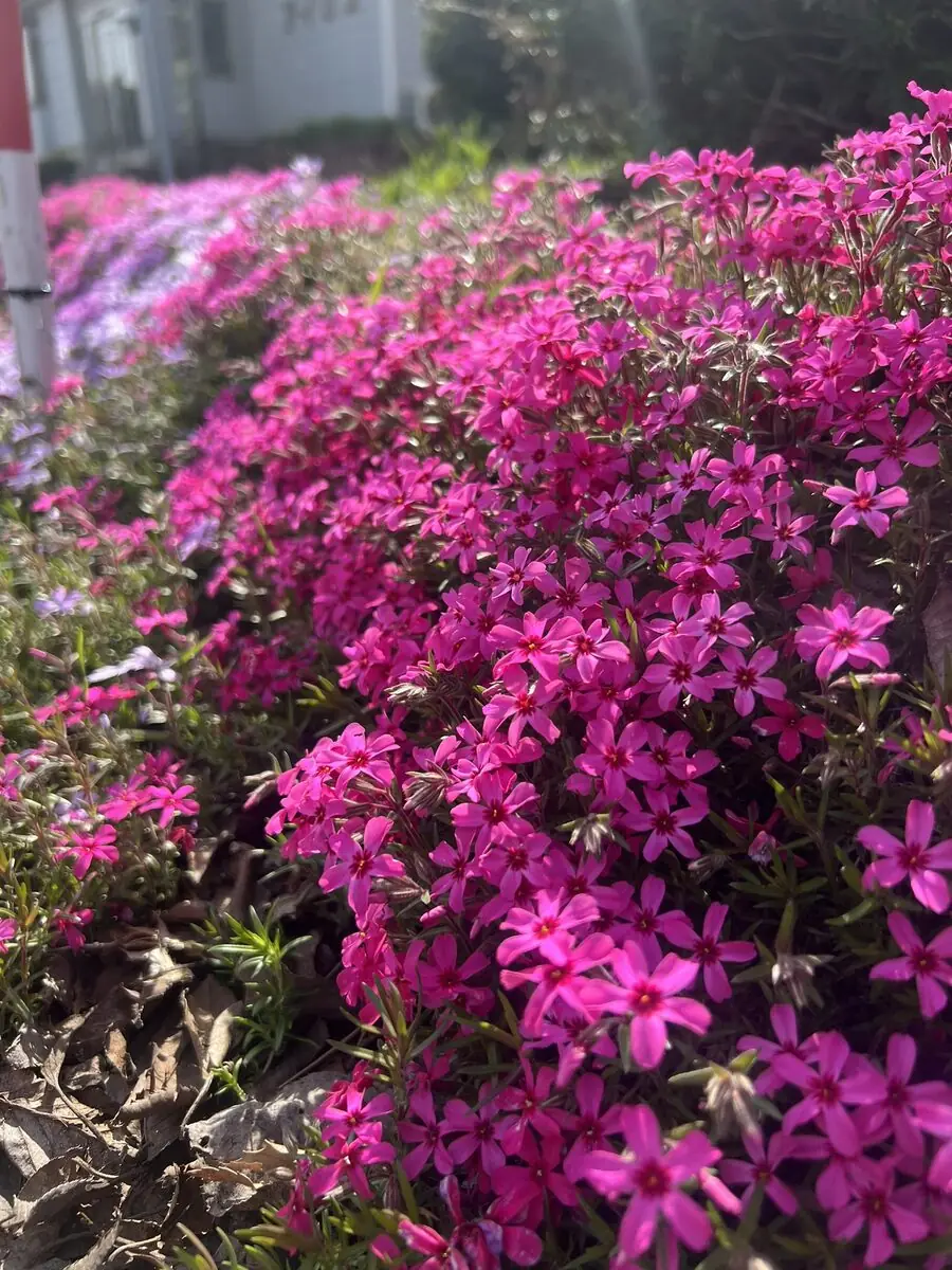 鮮やかなピンクに咲きそろう芝桜