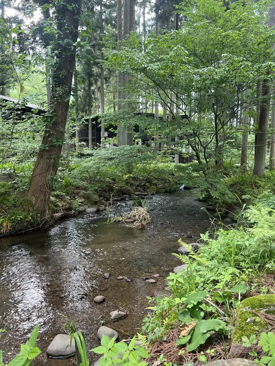 新緑の森を流れる山あいの清流